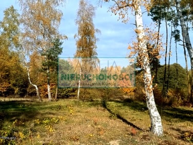 Działka Zalesie