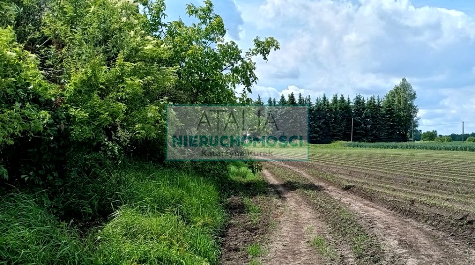 Zdjęcie 3