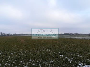 Działka Żaby