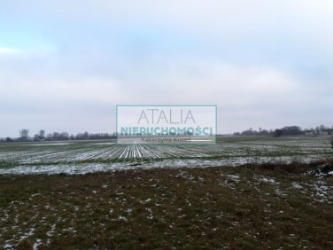 Działka Żaby