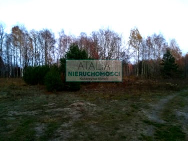 Działka Szczęsne