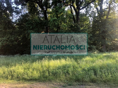 Działka przy lesie