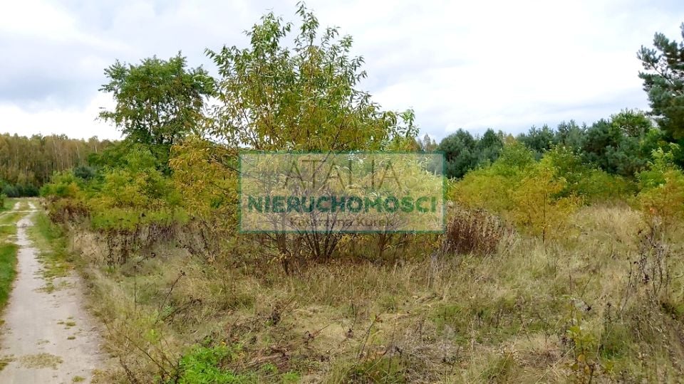 Działka Wiskitki
