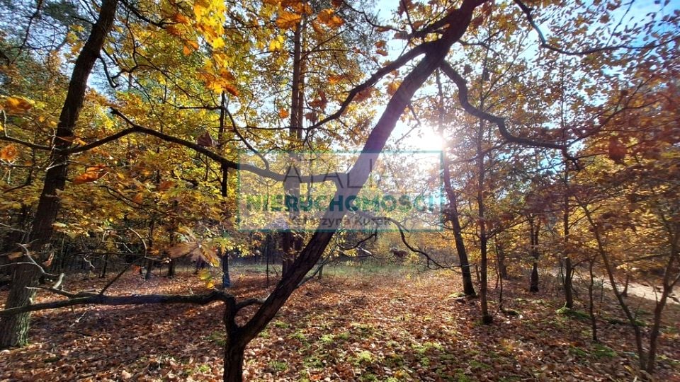 Działka Radziejowice