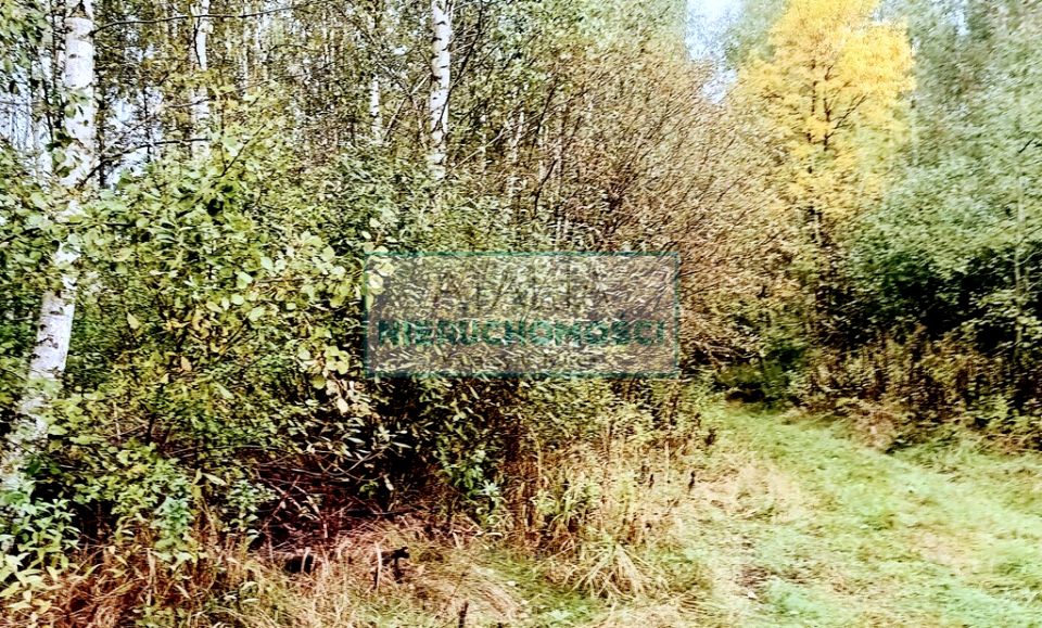 Zdjęcie 3