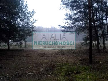Działka przy lesie