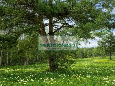 Działka Zalesie