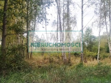 Działka przy lesie