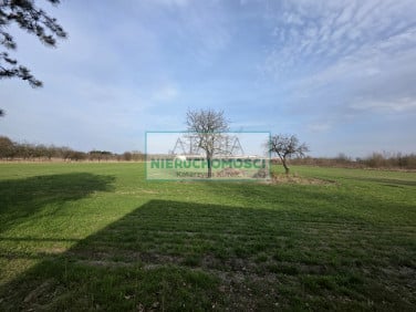 Działka Kozery