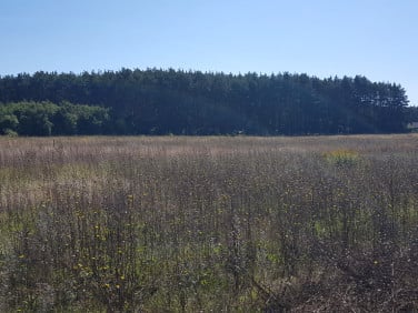 Działka budowlana Kunowice