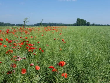 Działka budowlana Trzebiatów