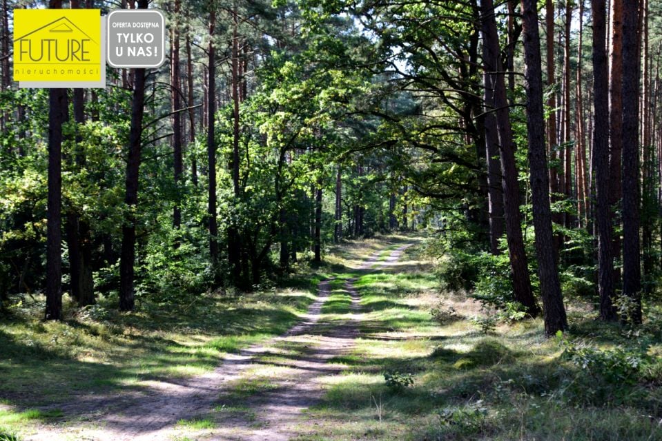 Działka Wycinki