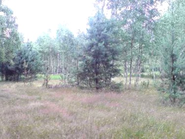 Działka przy lesie