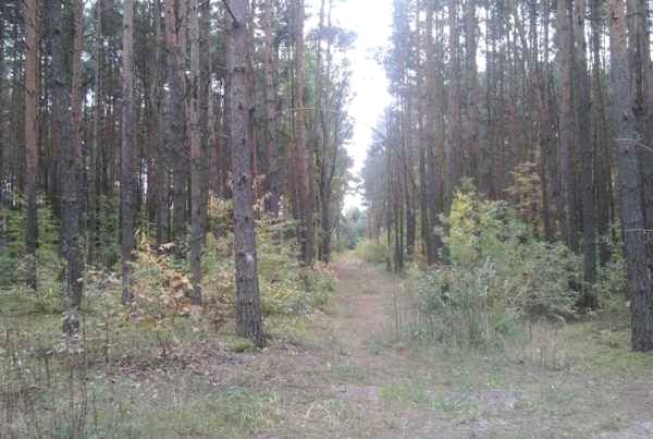 Działka przy lesie