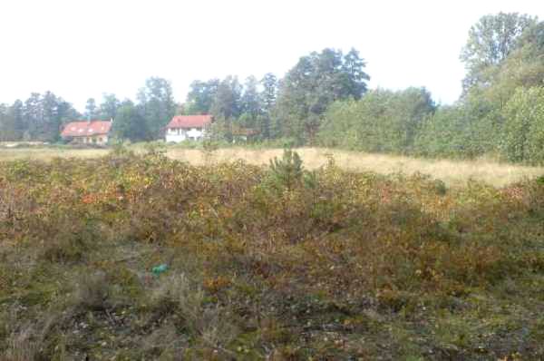 Działka przy lesie