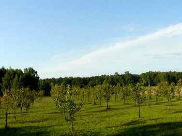 Zabudowana działka Kolonia Brużyca