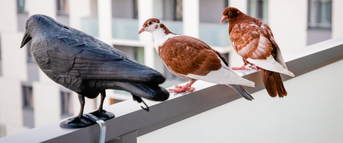 Zdjęcie z artykułu