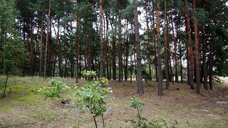 Działka siedliskowa Pindal