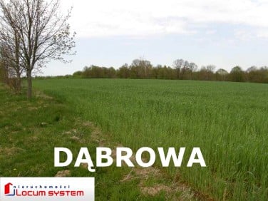 Działka rolna Dąbrowa