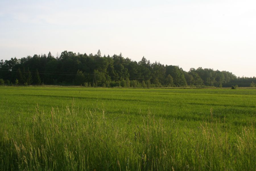 Działka inwestycyjna Białowieża