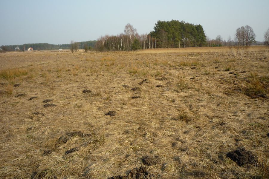 Działka rolna Skrybicze