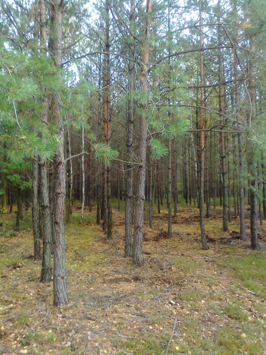 Działka leśna Garwolin