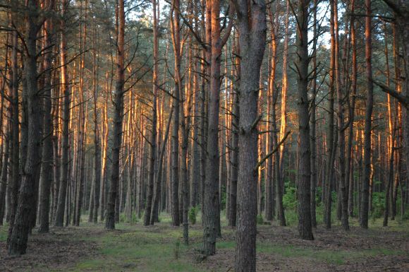 Działka budowlana Popowo-Letnisko