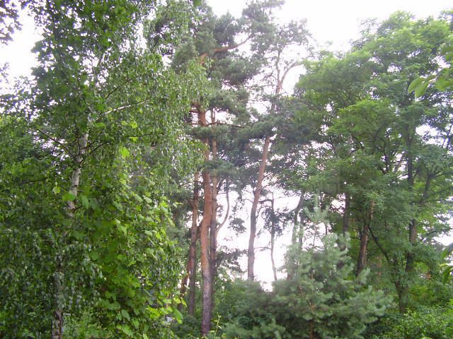 Działka Podkowa Leśna