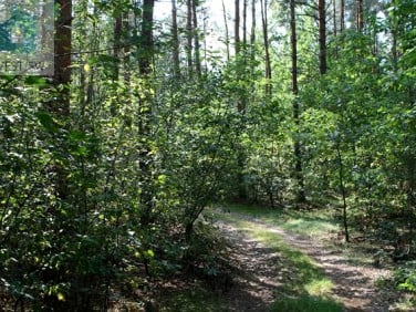 Działka leśna Kuklówka Radziejowicka