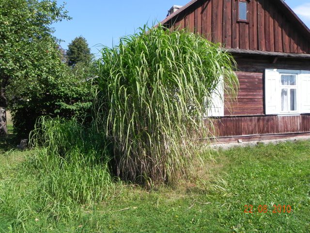 Dom Czeremcha