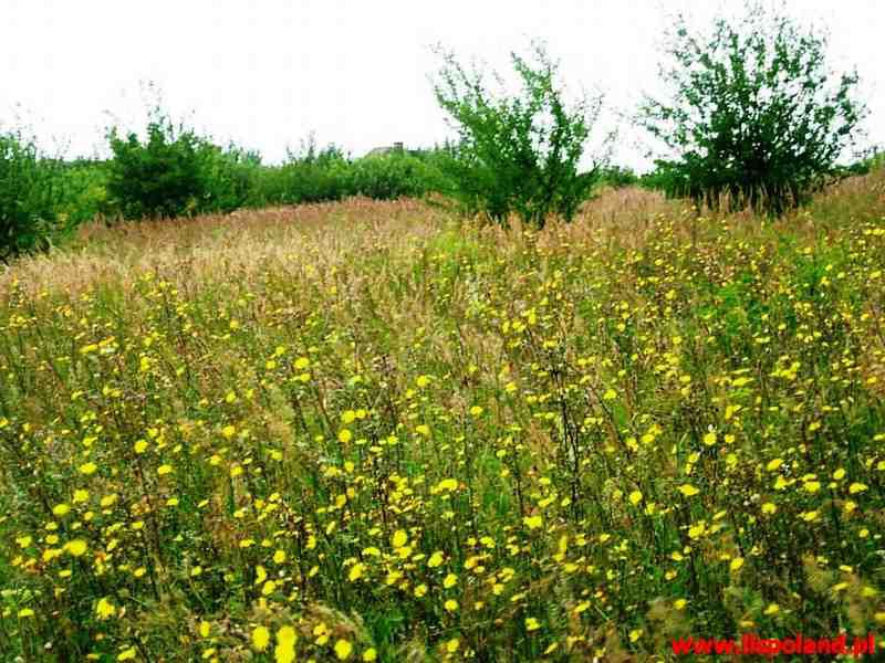 Działka budowlana Szczecin