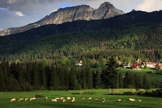 Działka budowlana Zakopane