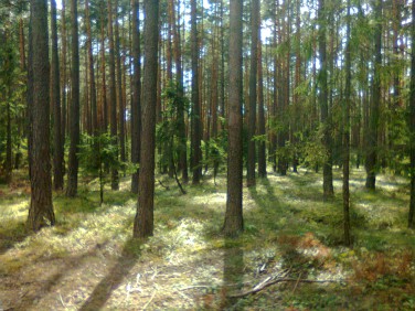 Działka leśna Strzebiń