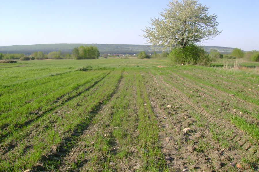 Działka budowlano-rolna Krajno-Zagórze