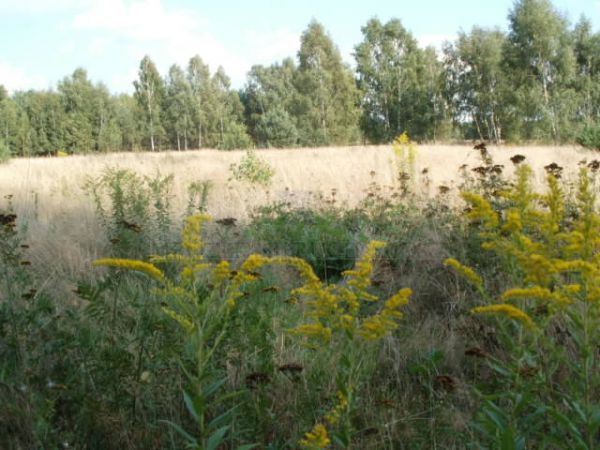 Działka budowlana Jaktorów