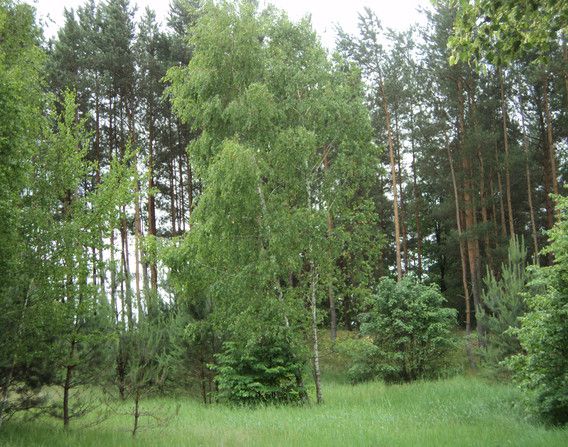 Działka siedliskowa Ignacówka Bobrowska