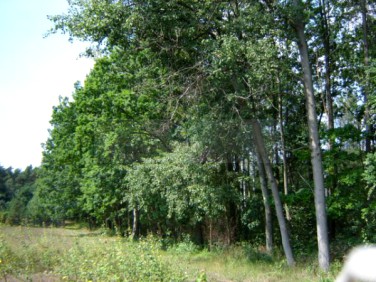 Działka leśna Nadarzyn
