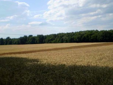 Działka rolna Marwice