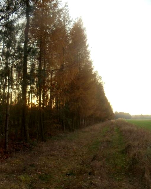 Działka leśna Luberadz