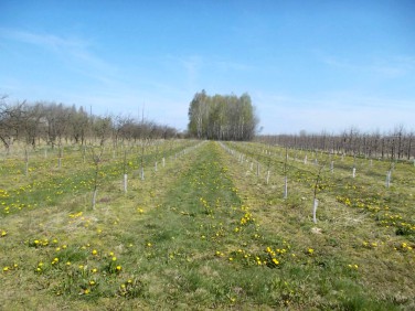 Działka budowlana Pabierowice