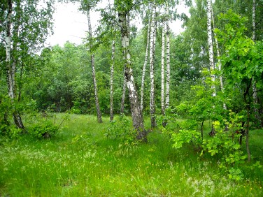 Działka budowlana Osowiec