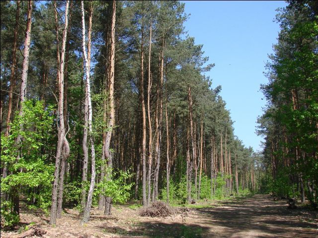 Działka Jazgarzewszczyzna