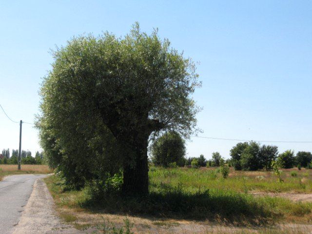 Działka budowlana Leszno