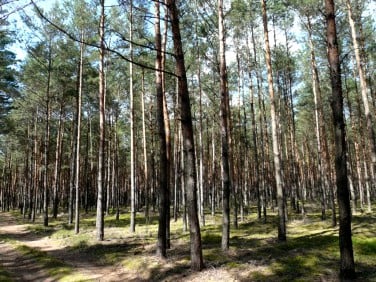 Działka leśna Dębicze sprzedam