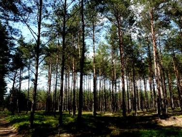 Działka leśna Dębicze sprzedam