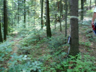 Działka leśna Żurowa