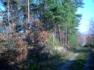Działka leśna Czchów