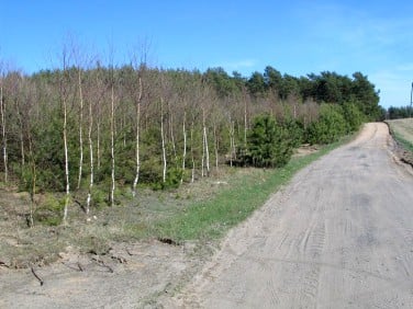 Działka leśna Nowe Chrostkowo