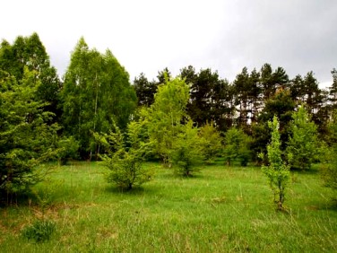 Działka budowlana Terenia