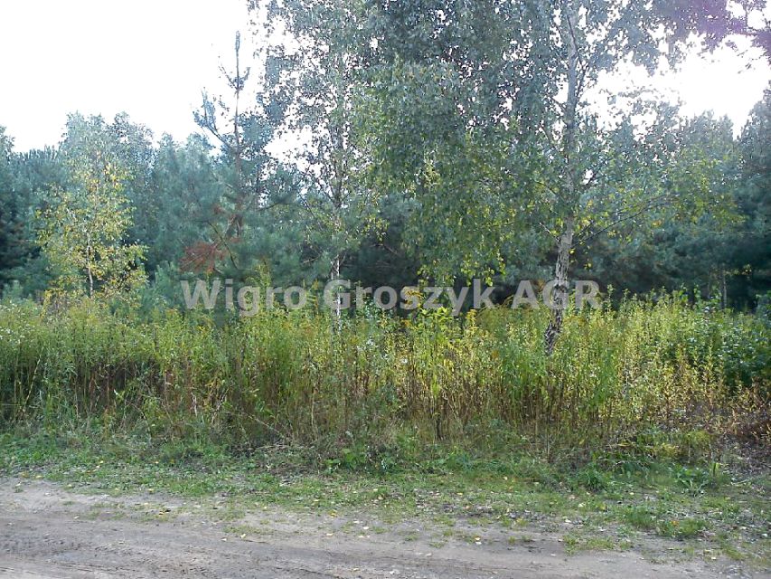 Działka przy lesie